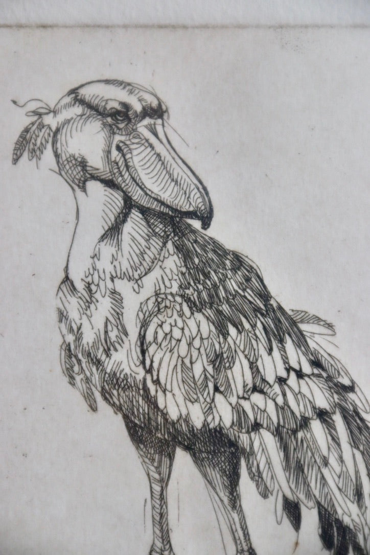 Shoebill Stork Framed Etching