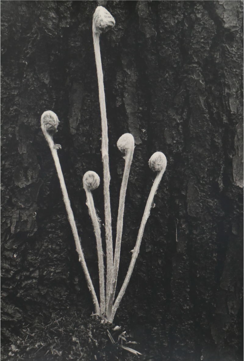 Grant M. Haist Silver Gelatin Print Photographs