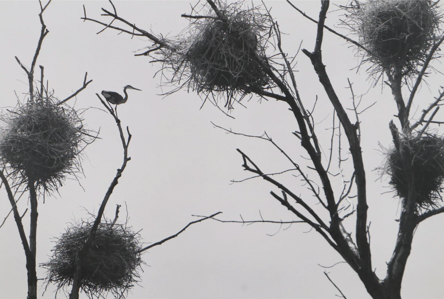 Grant M. Haist Silver Gelatin Print Photographs