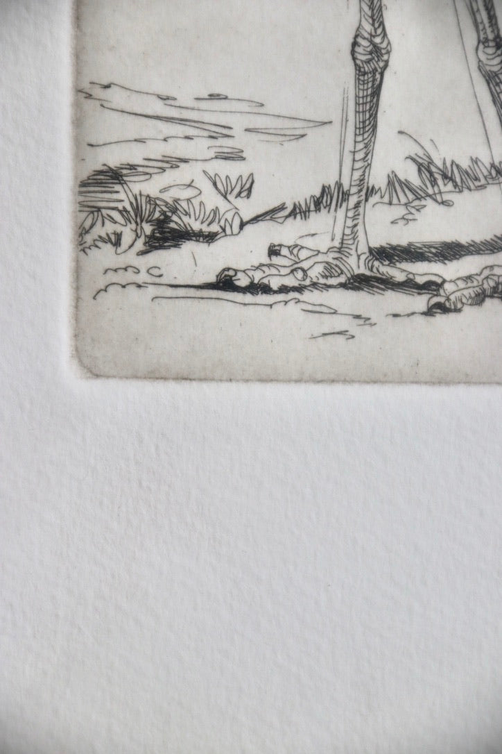Shoebill Stork Framed Etching