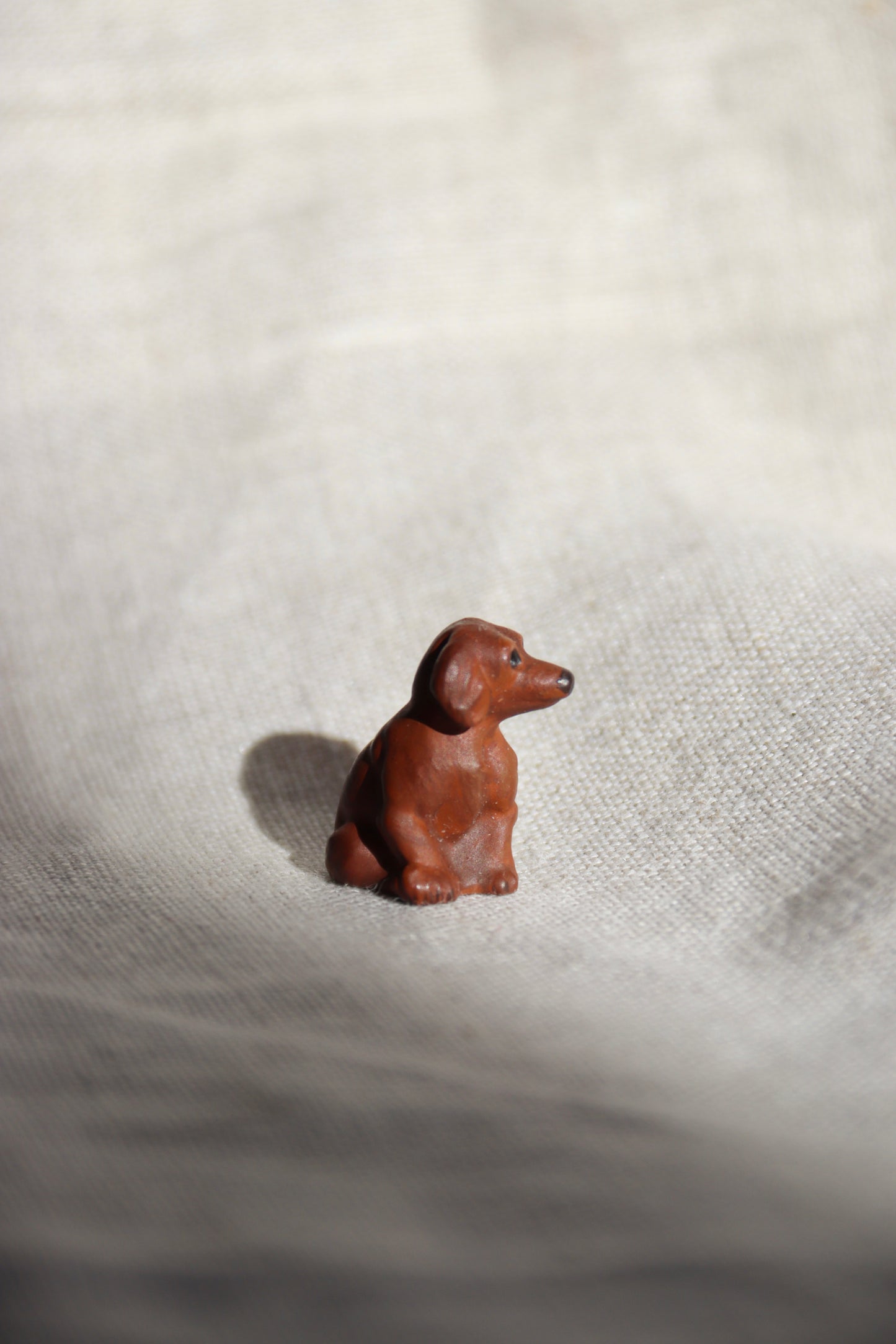 Miniature dog
