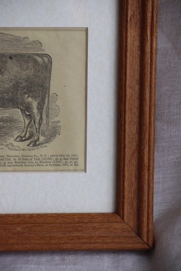 Framed Print of Cow