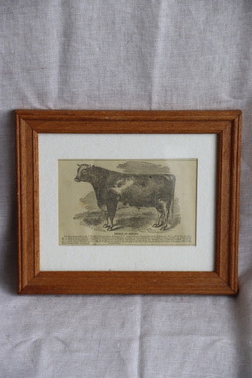 Framed Print of Cow