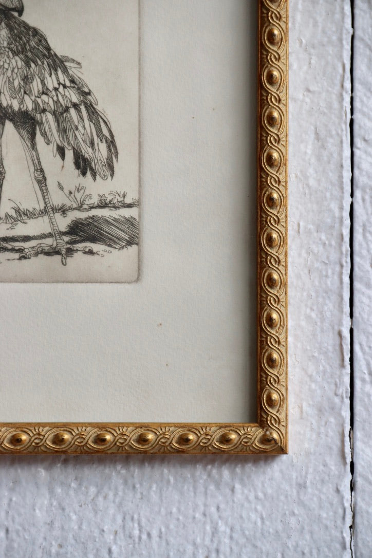 Shoebill Stork Framed Etching