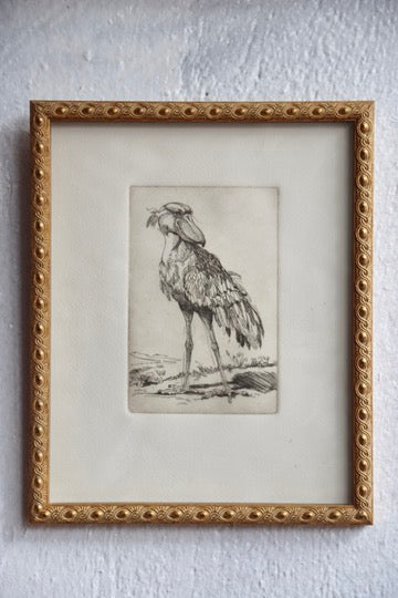 Shoebill Stork Framed Etching