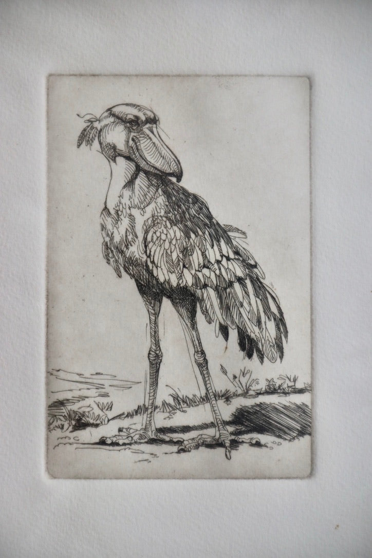 Shoebill Stork Framed Etching