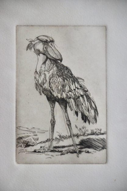 Shoebill Stork Framed Etching